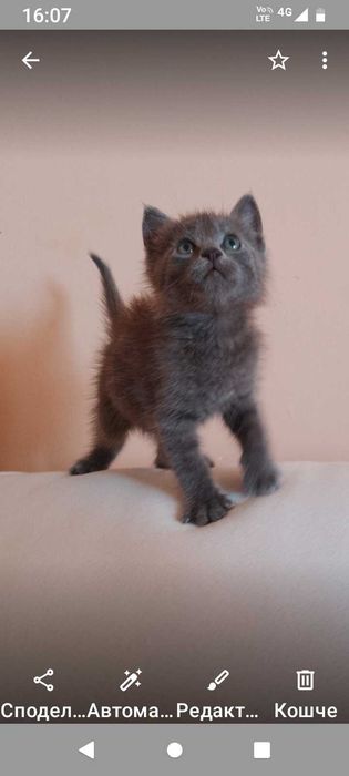 подарявам мъжко котенце на 45 дни