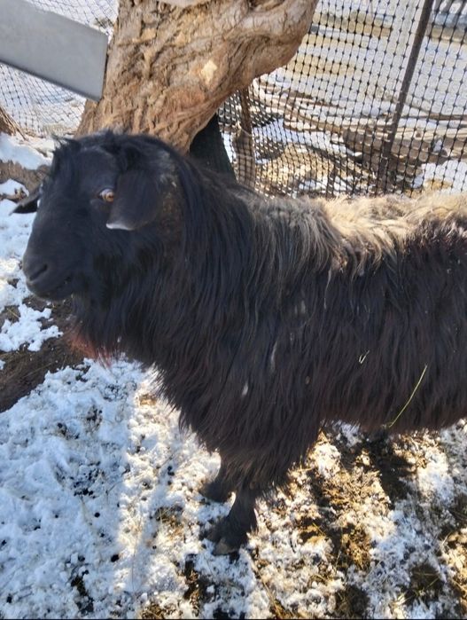 Теке Казел Порода Продам Кокпар