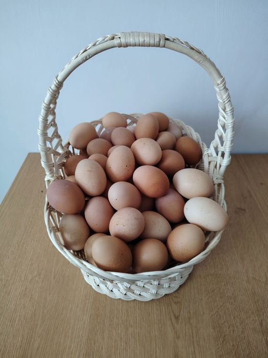 Oua de găină de vanzare