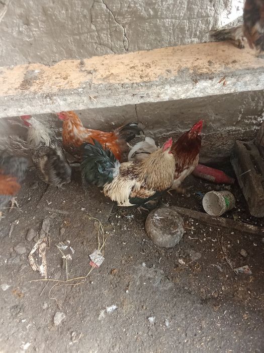 Продам петухов по 1500