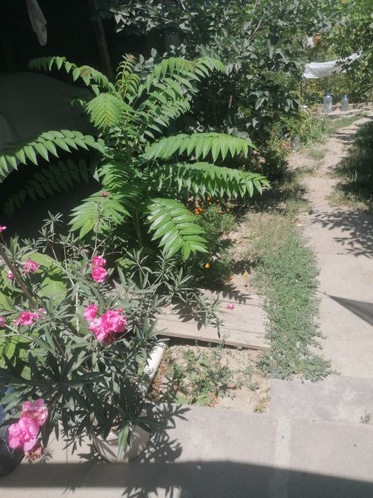 Цветущий розовый олеандр