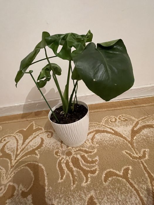 Үй гүлдері, продается комнатные растения