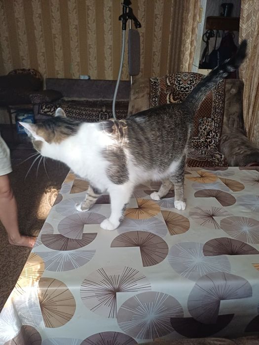 Отдам кота в добрые руки