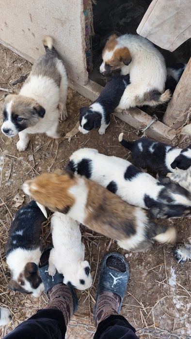 Төбет күшік сатылады