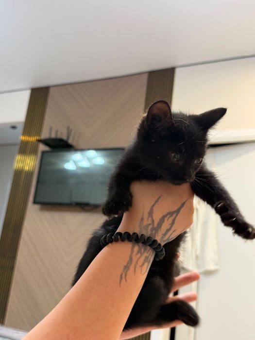 Отдадим кошку бесплатно