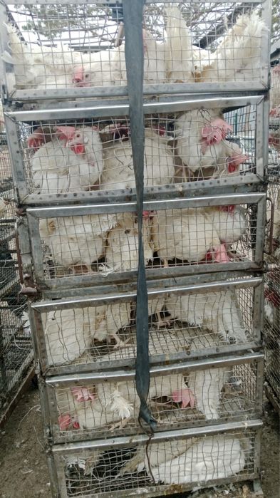 Куры несушки Ленгоры