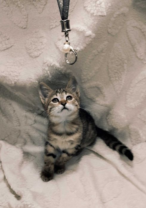 Подарю домашних котят. Мальчики и девочки. 2 месяца.