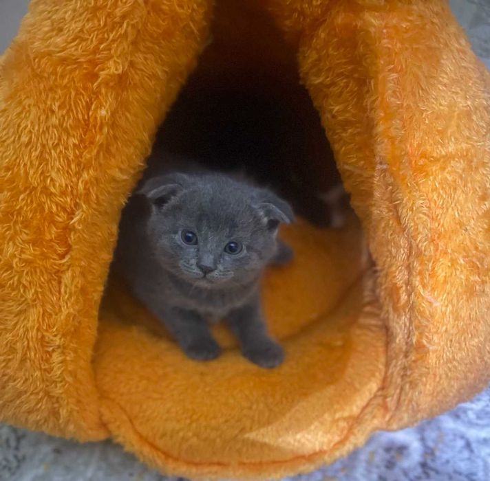 Вислаухие котята