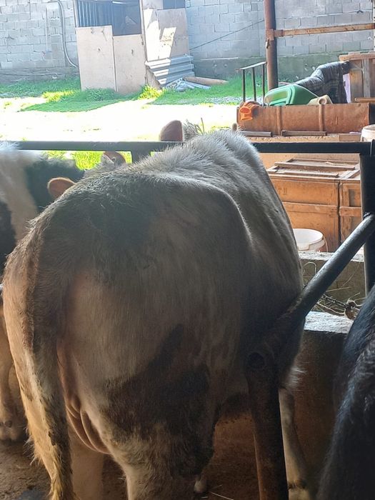 Продается корова