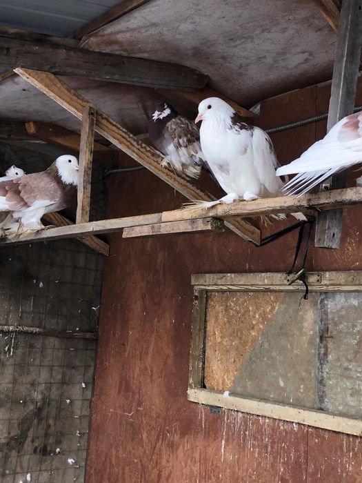 Motate liliputi si porumbei tapalagosi