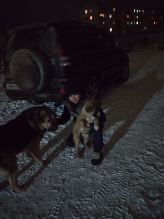 Алабай тобет 3 года кабель