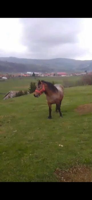 Armasar,noatin de vanzare