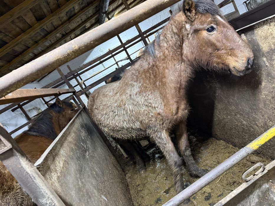 Лошадь с откорма крупная