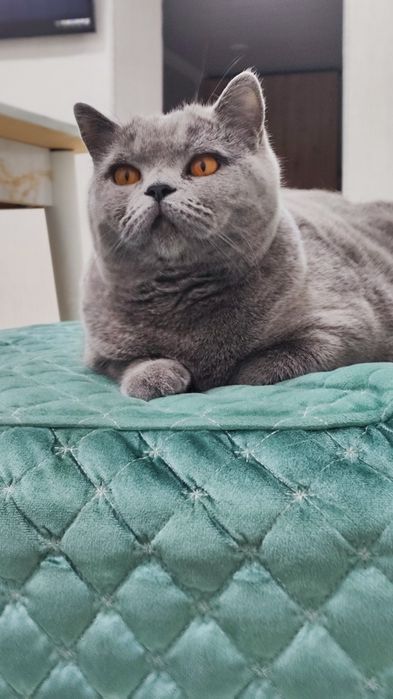 Продам кота Британской породы