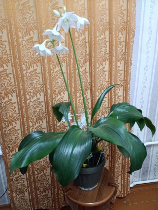Эухарис / Амазонская лилия. Фото на 25.12.25г.