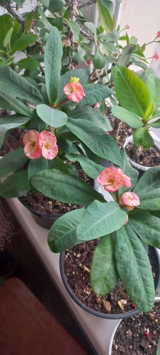 Молочай миля средне-цветковой