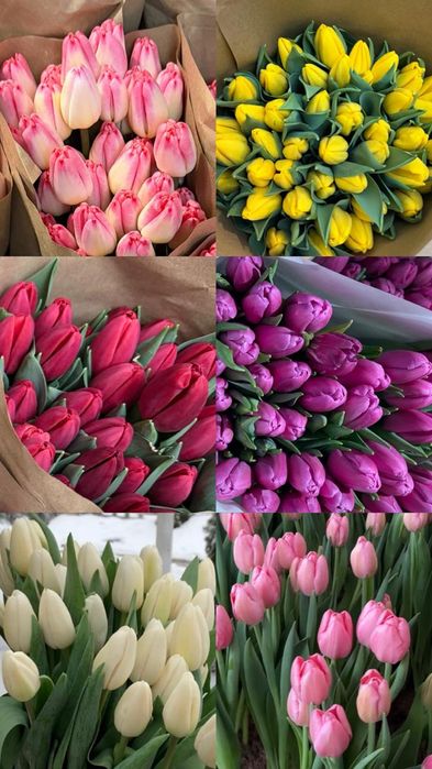 Самые красивые тюльпаны на 8 марта