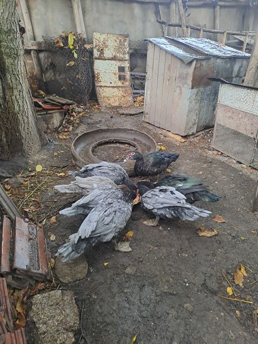 Rate lesesti negru salbatic