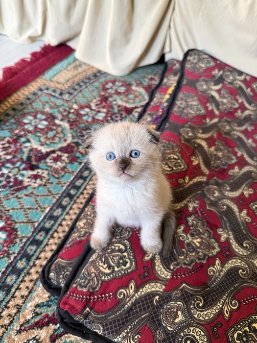 Продаются котята