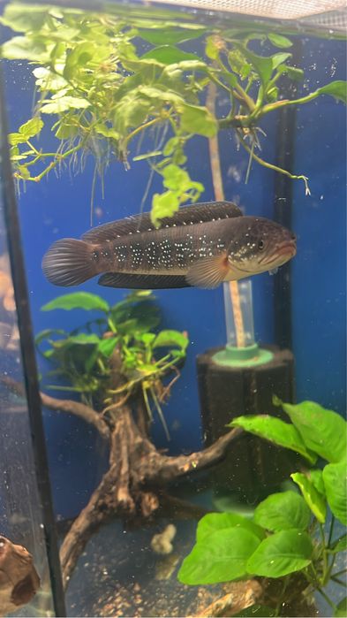 Дискуси 12-14 см  и Channa 14-15 см