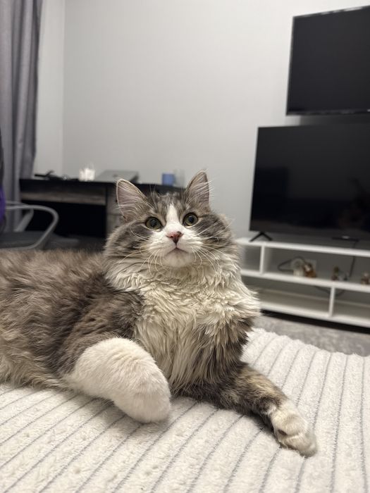 Спаривание кошки-самца