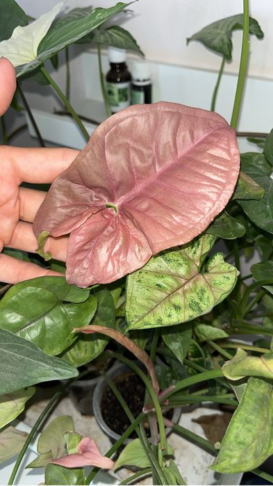 Сингониум разные виды (лиана, куст)