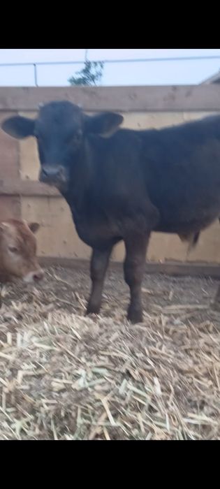 Продам молодых подсосов телят Бычков