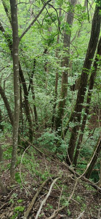 Vând pădure cu teren strada