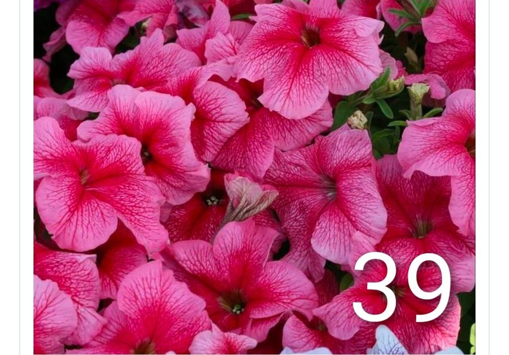 Продам рассаду петунии, грандифлора.