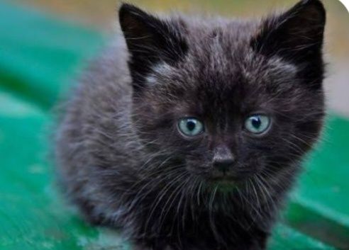 Котенка, даром в хорошие руки