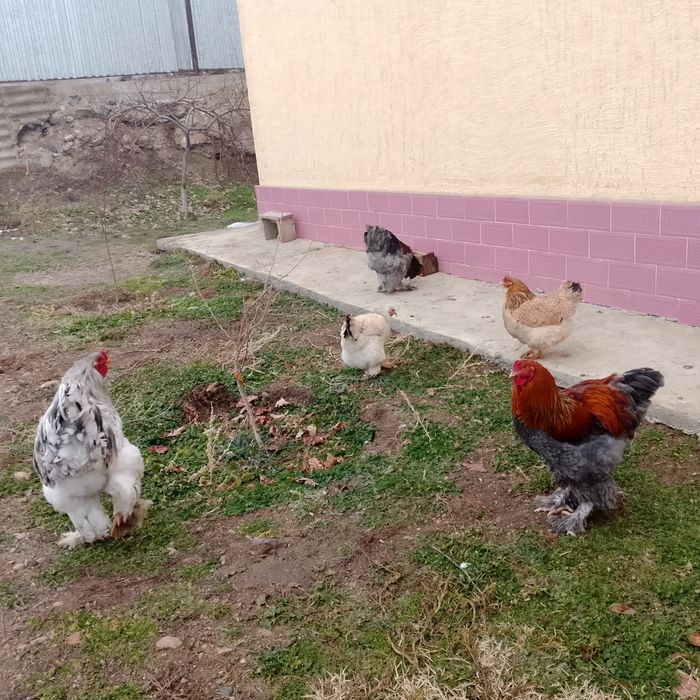 Обмениваю курей брам