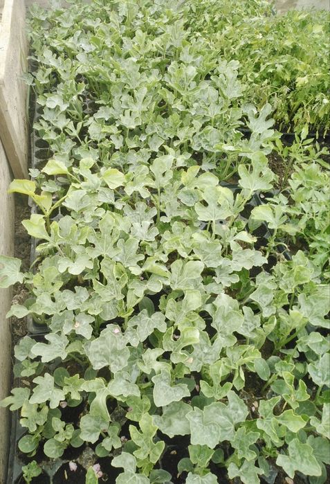 Vând răsaduri de roșii, ardei, varză, castraveți, vinete, pepene