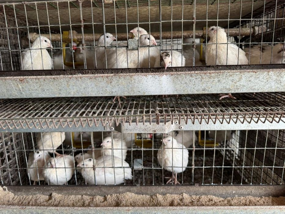 Продаю перепелов возраст 1 месяц