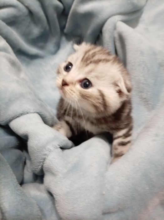 Продам котенок мальчик выслоуха Scottish Fold
