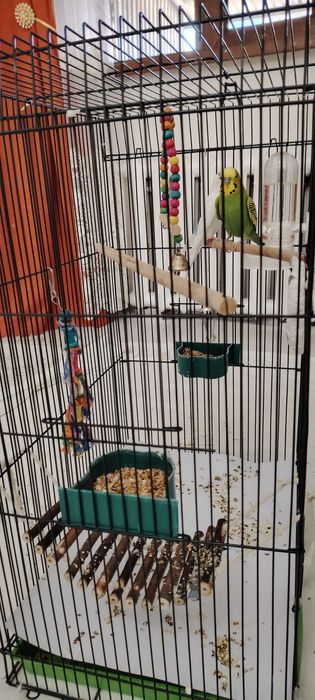 Попугай 2 шт, белый и зелёный