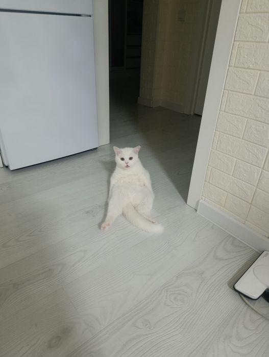 Британская кошка