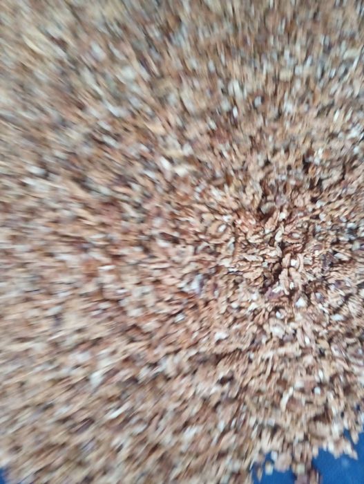 Vand miez de nuca (32lei) și nuci (5,50 lei)