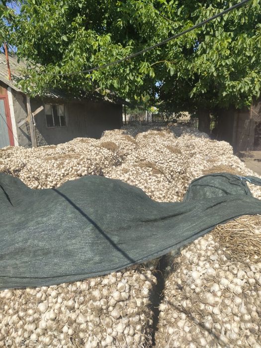 Usturoi românesc de vânzare în cozi