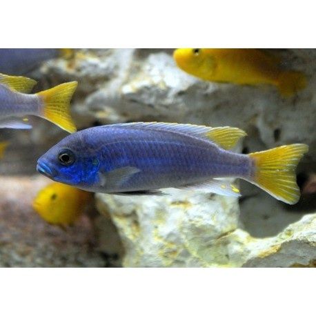 Рибки Африкански цихлиди