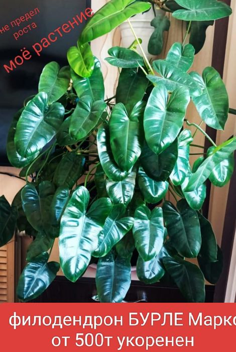 Филодендрон Минарум 5800т