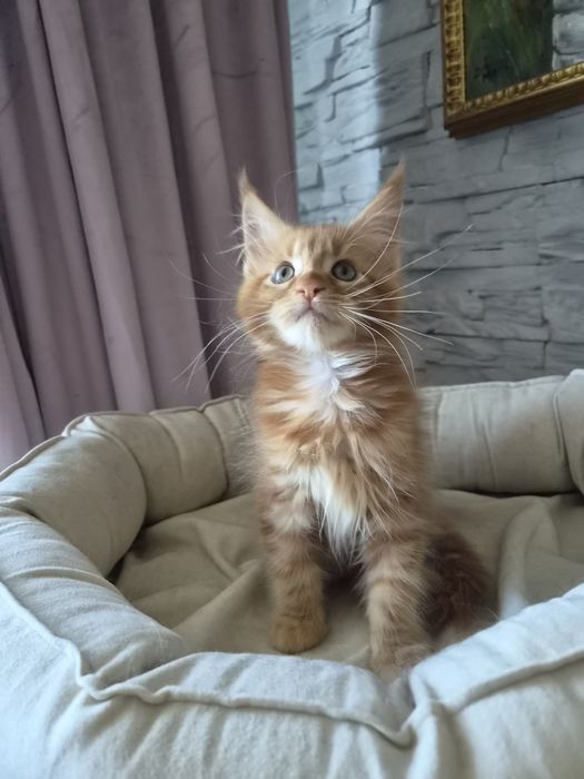 Котёнок мейн-кун