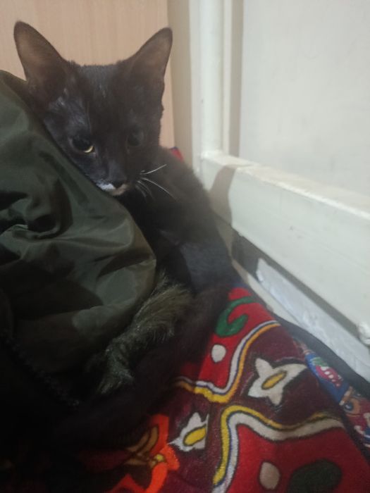 Qora mushukcha  ayol