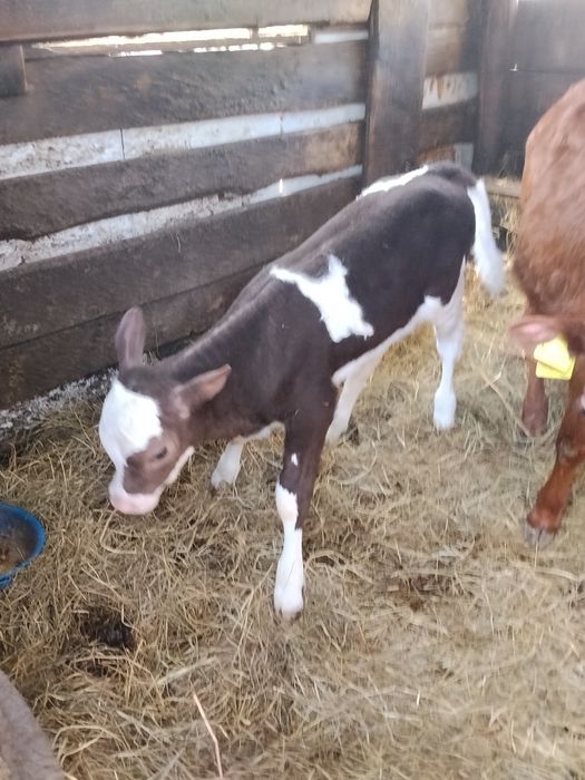 Продам тёлочку от семинталькой коровы