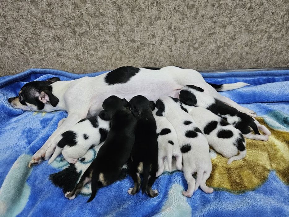 Щенки чихуахуа,  Родились 1 апреля