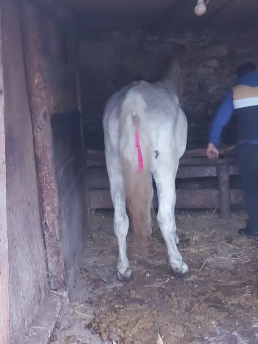 Vând iapa de 9 ani.