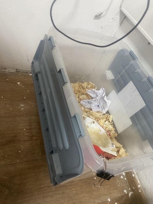 Продам хомяка! С домиком