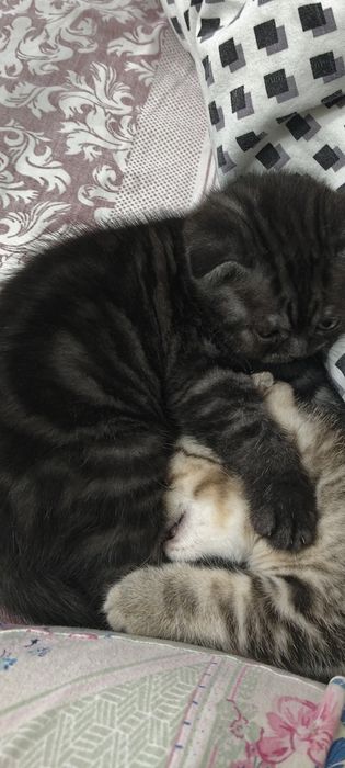 Шотландские котята  35000т