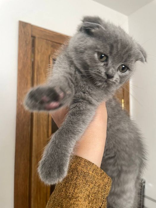 Zotli mushuk bolalari sotiladi
Soni: 3 ta
Yoshi: 2 oylik
Onasi: