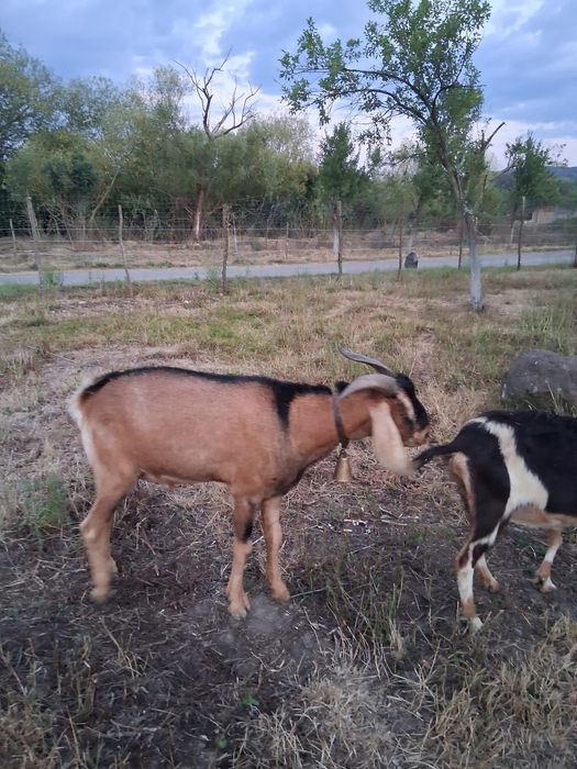 Vând țap de 2 ani