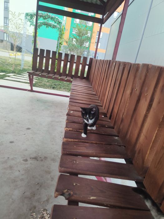 Отдам даром  котятов